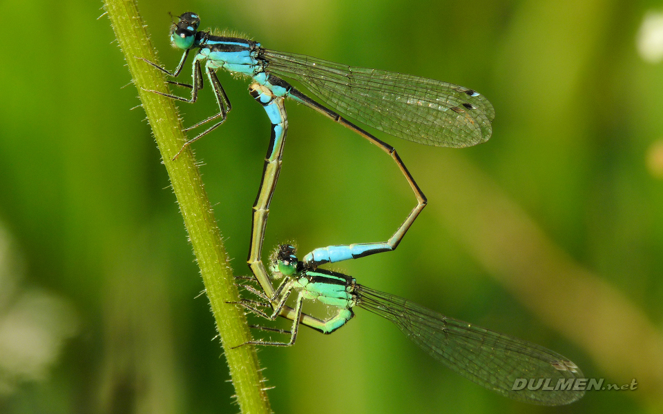 Mating Common Bluetails (Ischnura elegans)